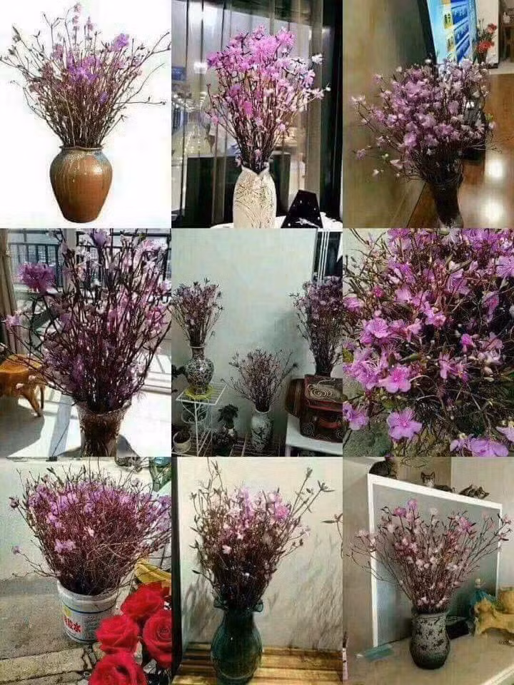 Săn lùng đón Tết với hoa đỗ quyên ngủ đông, đồng 2 USD in chó mạ vàng ảnh 2