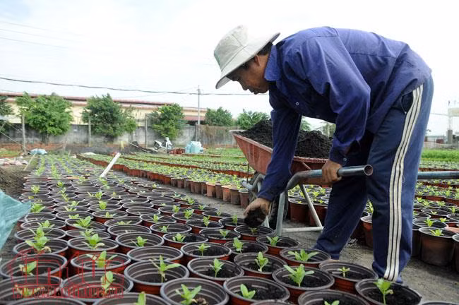 Ngàn hoa chớm nụ, khoe sắc trên cánh đồng hoa Tết ảnh 4