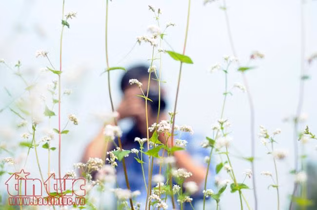 Mục sở thị vườn hoa tam giác mạch ngay giữa Sài Gòn ảnh 7