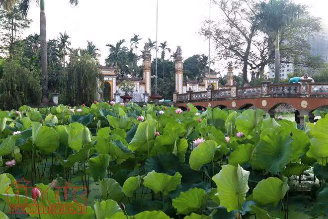 Chiêm ngưỡng vẻ đẹp hoa sen buổi sớm mai ảnh 11