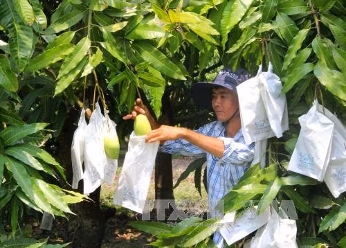 Xoài cát Hòa Lộc vào mùa nhưng không có thương lái thu mua ảnh 1