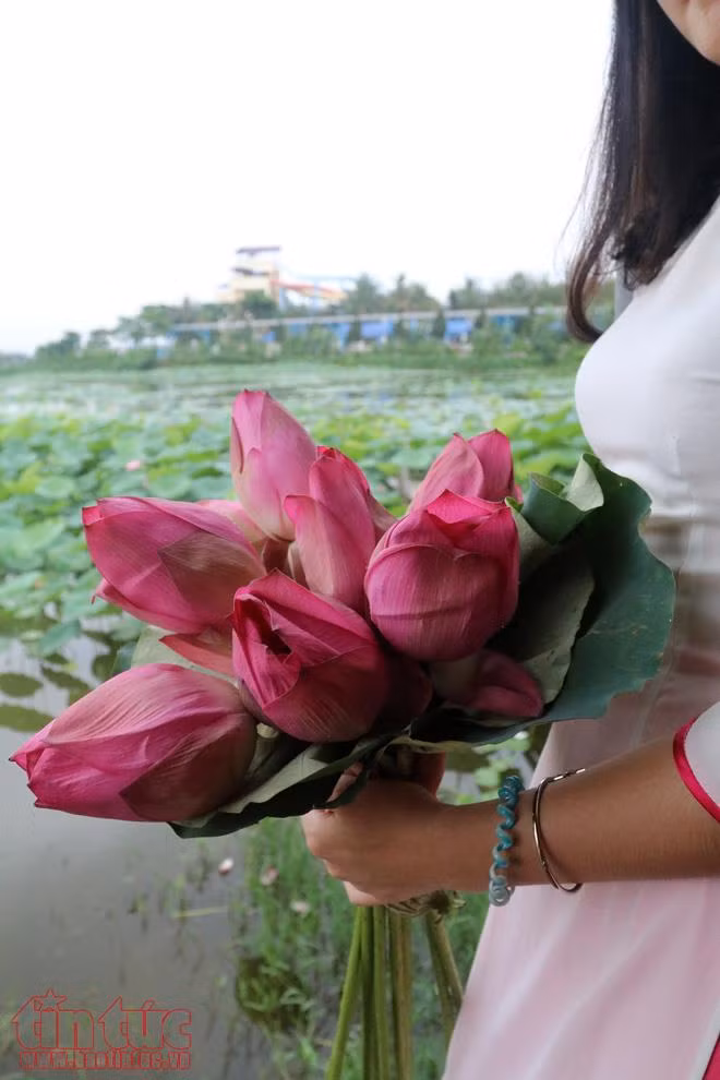Chen chân chụp ảnh sen Hồ Tây ảnh 7