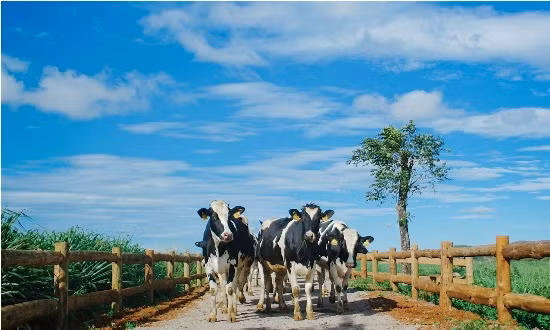 Vinamilk lọt top 10 doanh nghiệp xuất sắc nhất châu Á ảnh 3
