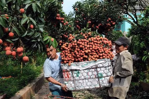  Khơi thông thị trường để vải thiều Lục Ngạn vươn xa ảnh 1