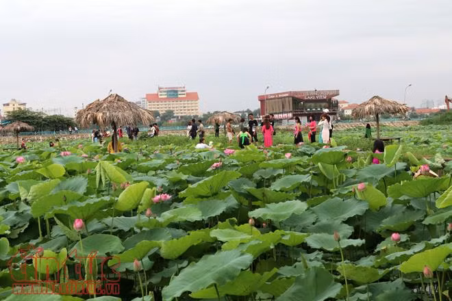 Chen chân chụp ảnh sen Hồ Tây ảnh 1