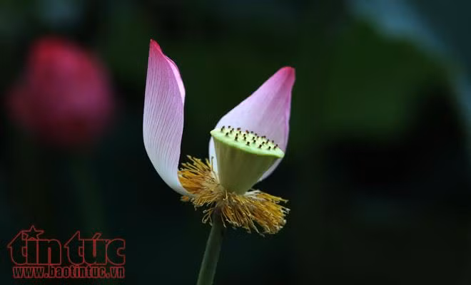 Chiêm ngưỡng vẻ đẹp hoa sen buổi sớm mai ảnh 12