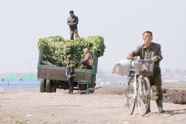 Hé lộ những bí ẩn về đời sống nông thôn Triều Tiên ảnh 5