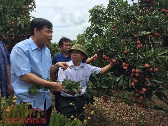 Vải thiều được mùa nhưng không bị thương lái nước ngoài ép giá ảnh 1