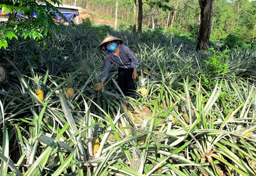 Nỗi buồn người trồng dứa ở Tam Đảo ảnh 1
