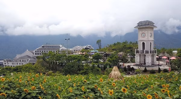 Giới trẻ đổ về Sa Pa chụp ảnh hoa hướng dương ảnh 1