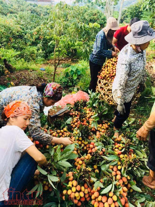 Trên 87.000 tấn vải thiều đã được xuất khẩu ảnh 2