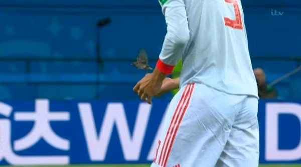 Ấn tượng World Cup 2018: Gerard Pique và Isco ‘giải cứu’ chú chim non trên sân ảnh 1