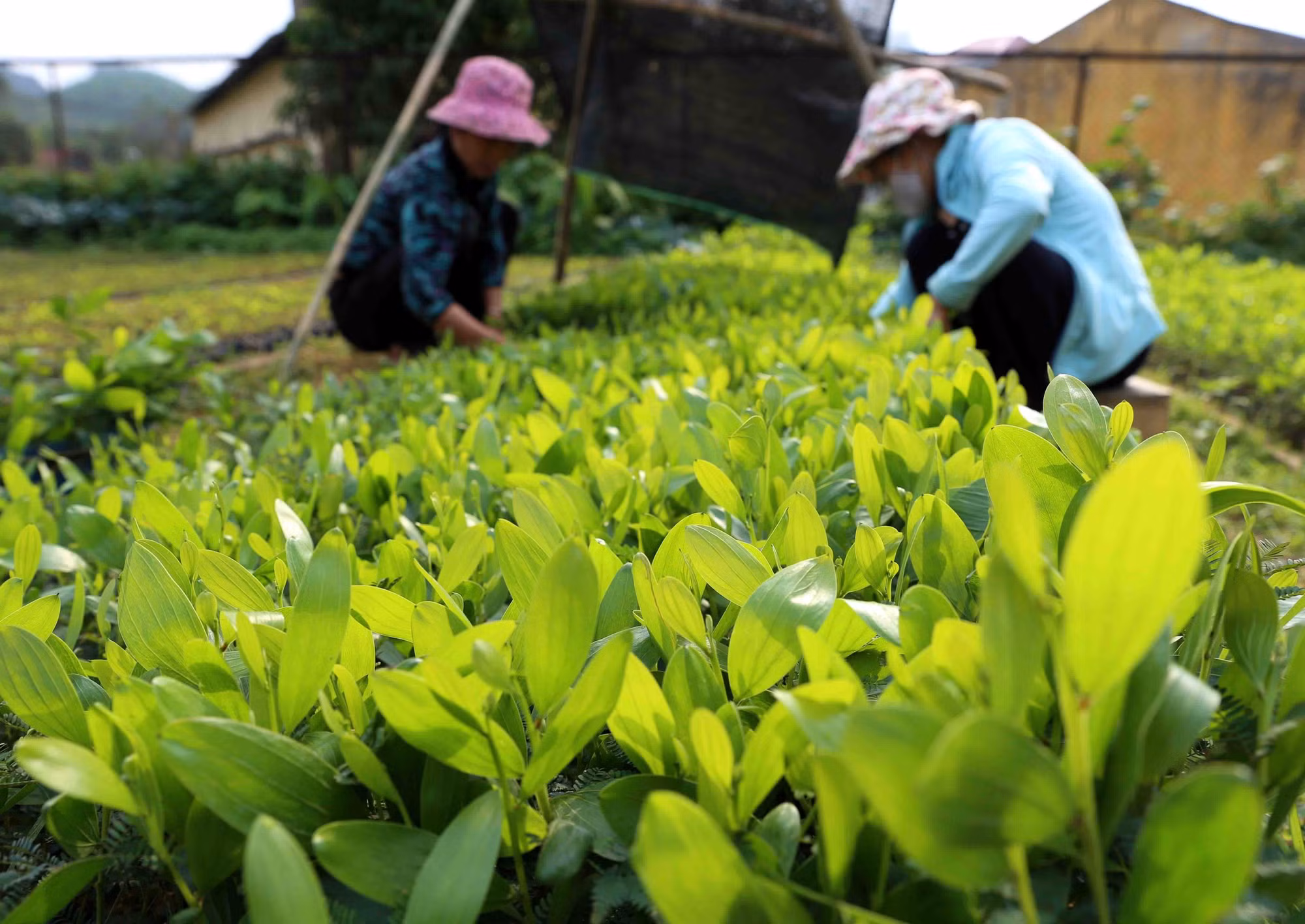 tuyen-quang-4625-11.jpg