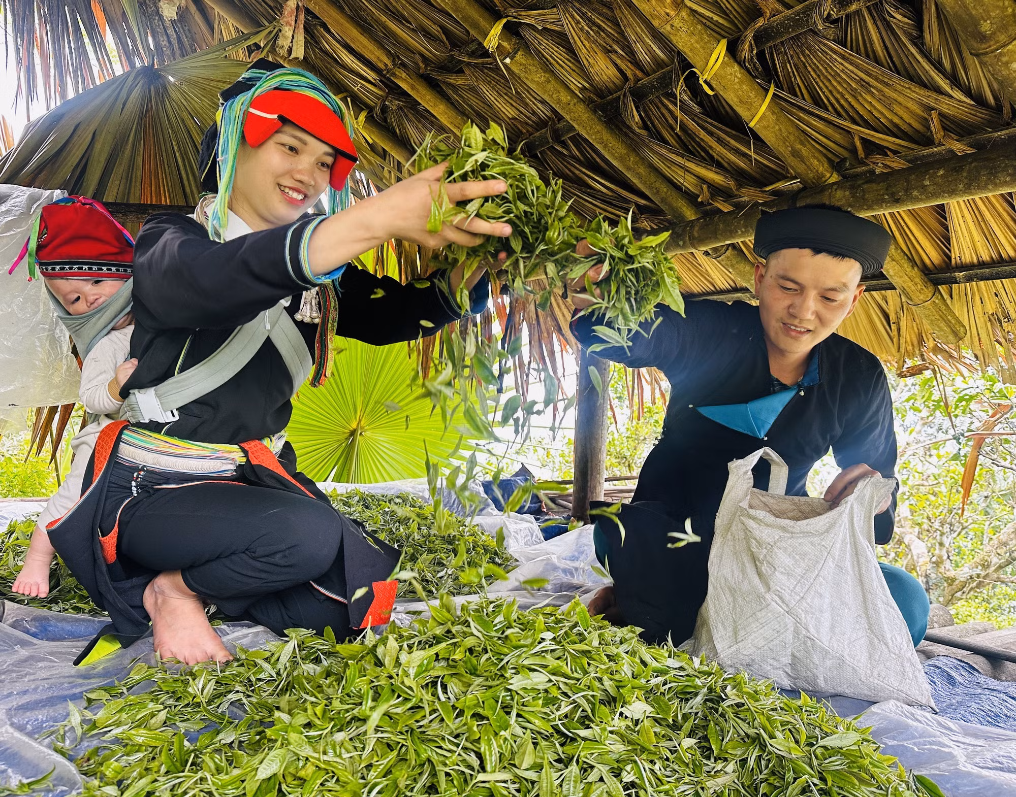 Những người hái chè Xuân trên đỉnh Tây Côn Lĩnh. Ảnh: Đức Thọ/TTXVN