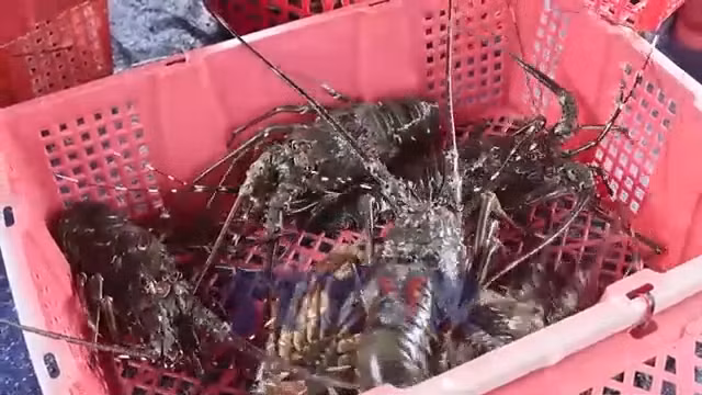 Ngư dân nuôi biển vượt khó sau thiên tai