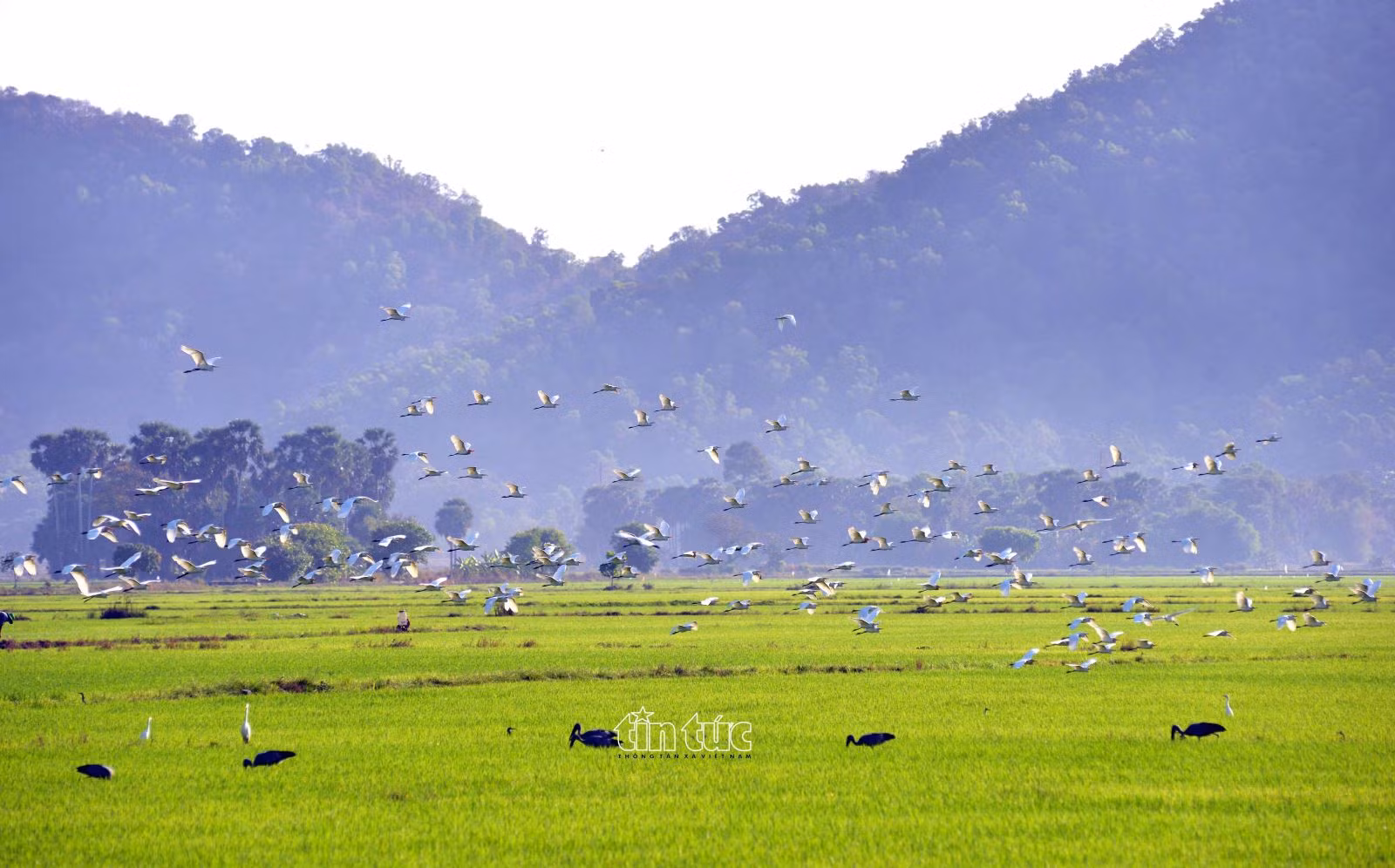 Chú thích ảnh