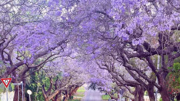 Sắc tím mê hoặc của loài hoa mang tên Jacaranda