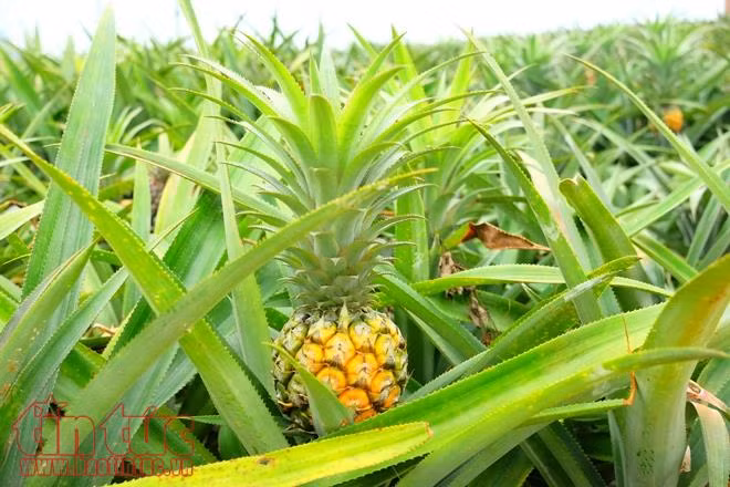 Đẹp ngút mắt đồng dứa vào vụ ảnh 3