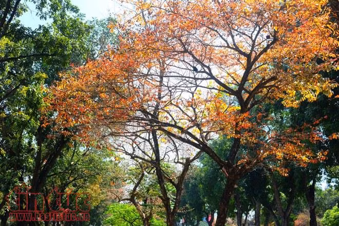 Con đường lãng mạn nhất Hà Nội vào mùa lá đỏ đẹp như châu Âu ảnh 10