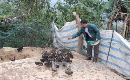 Lai Châu: Nhiều gia đình người Mông tự nguyện xin ra khỏi diện hộ nghèo ảnh 1