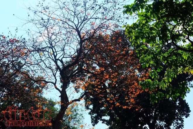 Con đường lãng mạn nhất Hà Nội vào mùa lá đỏ đẹp như châu Âu ảnh 8