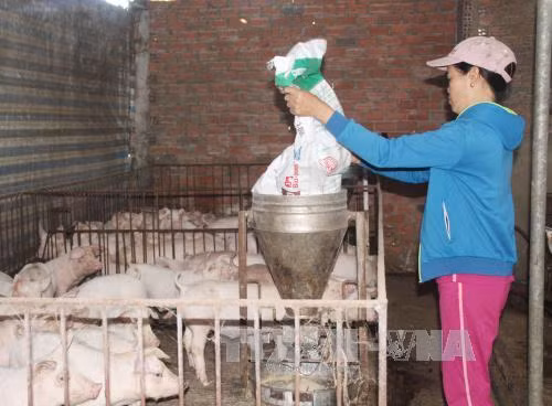 Chăn nuôi khốn đốn vì giá 1 cân lợn hơi chỉ bằng 1 bát phở ảnh 2