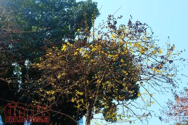 Con đường lãng mạn nhất Hà Nội vào mùa lá đỏ đẹp như châu Âu ảnh 9