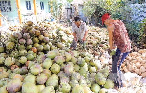 Giá dừa khô tại Tiền Giang tăng mạnh ảnh 1