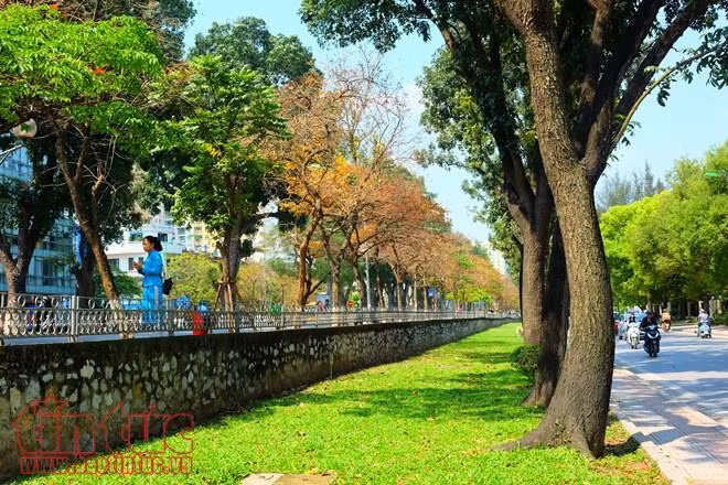 Con đường lãng mạn nhất Hà Nội vào mùa lá đỏ đẹp như châu Âu ảnh 5