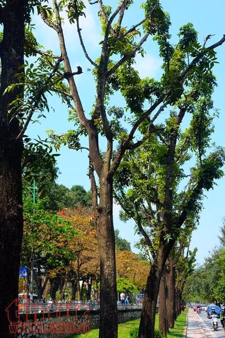 Con đường lãng mạn nhất Hà Nội vào mùa lá đỏ đẹp như châu Âu ảnh 3