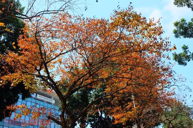 Con đường lãng mạn nhất Hà Nội vào mùa lá đỏ đẹp như châu Âu ảnh 11