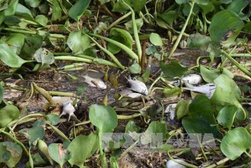 Bình Phước: Suối Ru ô nhiễm, cá chết hàng loạt ảnh 1