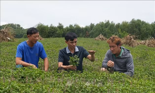 Biến lợi thế dược liệu bản địa thành ngành kinh tế xanh