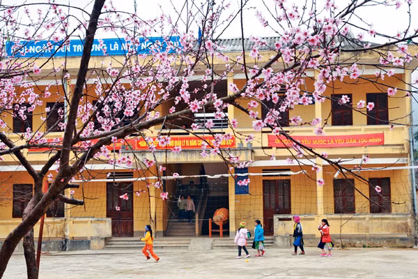 Hoa xuân trên cao nguyên đá ảnh 4