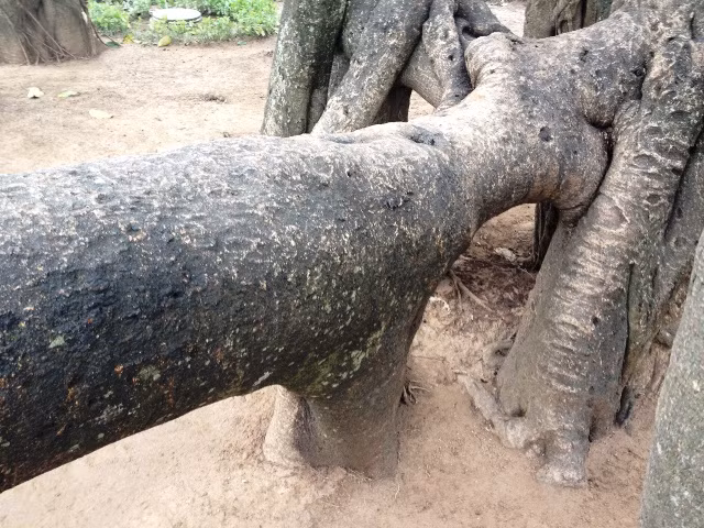 Mau chóng 'chữa bệnh' cho Cây đa Bác Hồ ảnh 2