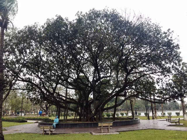 Mau chóng 'chữa bệnh' cho Cây đa Bác Hồ ảnh 8
