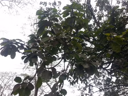 Cây đa Bác Hồ bị bệnh rệp muội ảnh 3
