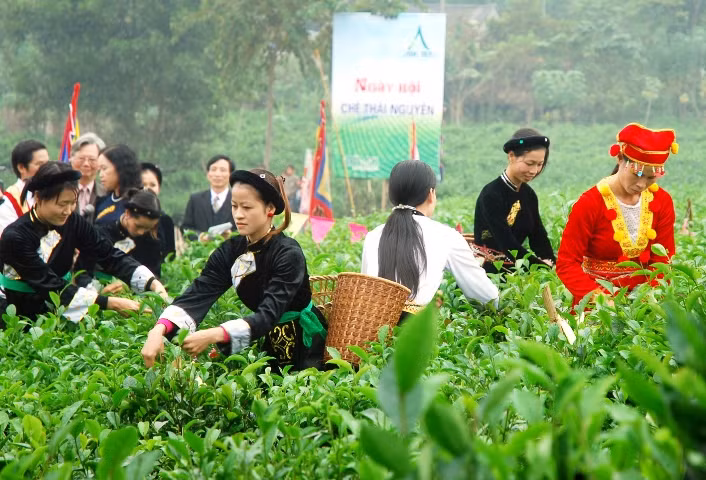 Đặc sắc lễ hội “Hương sắc Trà Xuân” ảnh 1