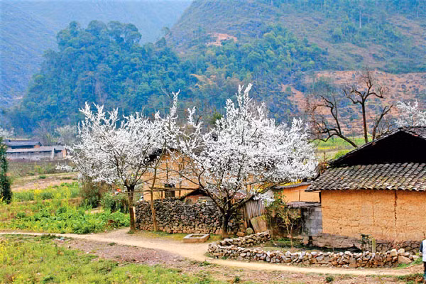 Hoa xuân trên cao nguyên đá ảnh 2