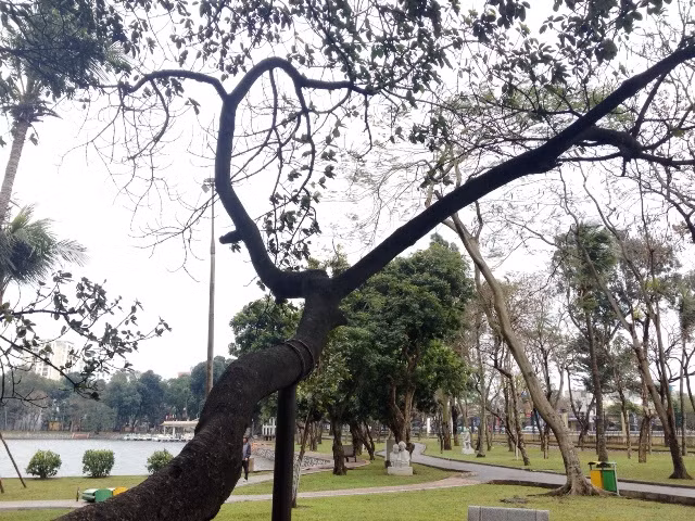Mau chóng 'chữa bệnh' cho Cây đa Bác Hồ ảnh 1