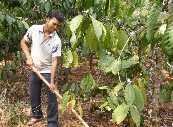 Đất “an cư, lạc nghiệp” ở Tây Nguyên: Khai thác tài nguyên đất để phát triển ảnh 1