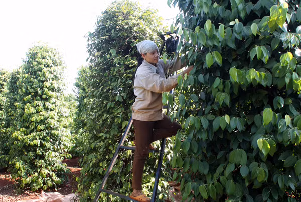 Hỗ trợ đất sản xuất cho đồng bào ảnh 1