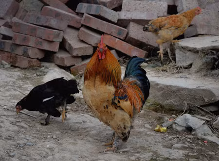 Bùng phát cúm H5N1 và dịch bệnh ở dê tại Trung Quốc ảnh 1