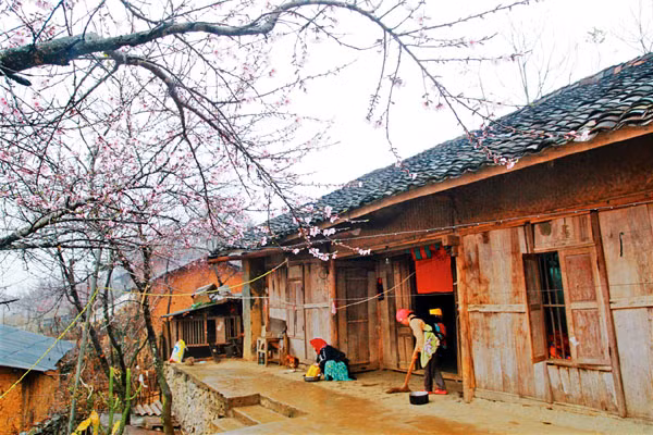 Hoa xuân trên cao nguyên đá ảnh 6