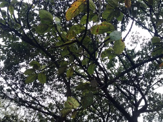 Mau chóng 'chữa bệnh' cho Cây đa Bác Hồ ảnh 5