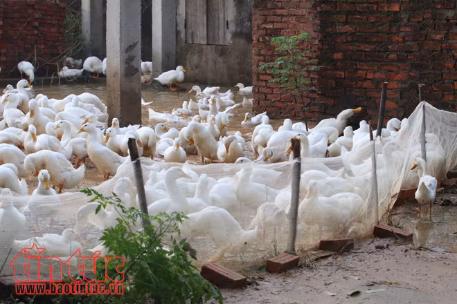 Người dân xã Tân Tiến khốn khổ vì sống trong cảnh ngập lụt và ô nhiễm ảnh 7