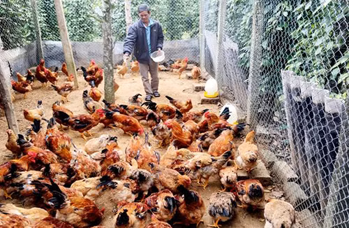 Cựu chiến binh giúp nhau làm giàu ảnh 2