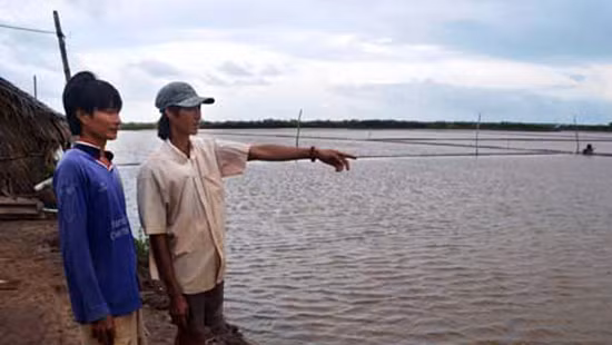Nông dân Bạc Liệu lao đao vì mưa dầm ảnh 1