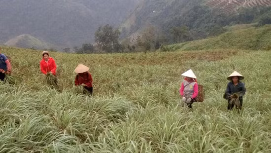 Cây sả mang lại hiệu quả kinh tế cao ảnh 1