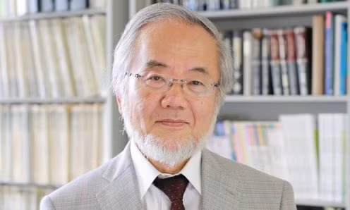 Nobel Y học 2016 thuộc về nhà khoa học Nhật Bản ảnh 1